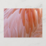 Flamingo Feathers in Shades of Pink Postcard