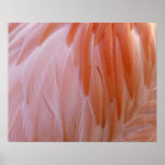 Flamingo Feathers in Shades of Pink Poster