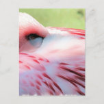 Flamingo Feathers Postcards