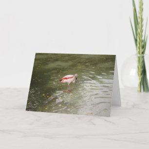 "Flamingo Feeding" Thank You Card