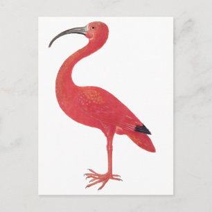 Flamingo - Fine Art Postcard