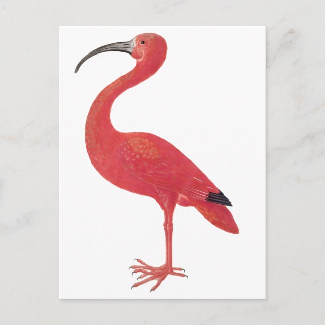 Flamingo - Fine Art Postcard (Front)
