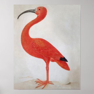 Flamingo - Fine Art Poster
