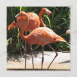 Flamingo Flock Invitation