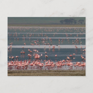 Flamingo Gathering - Postcard