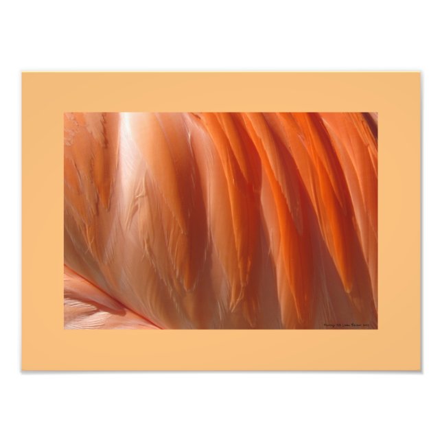 Flamingo II Photographic Print by Linda Becker (Front)