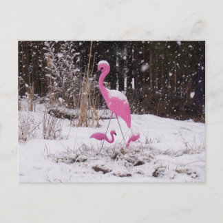 Flamingo in the Snow Postcard