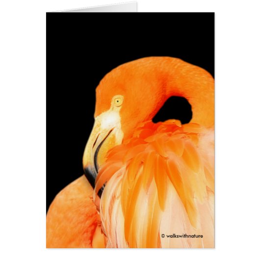 Flamingo in the Summer Sun Cards (Front)