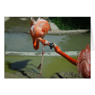 Flamingo Kiss Cards