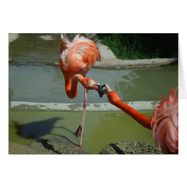 Flamingo Kiss Cards (Front Horizontal)