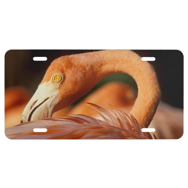 Flamingo License Plate (Front)