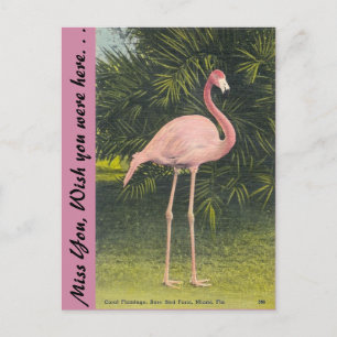 Flamingo, Miami, Florida Postcard
