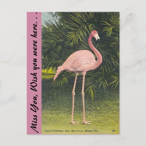 Flamingo Miami Florida Postcard