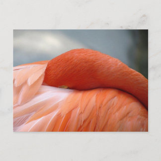 Flamingo Napping Postcard