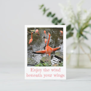 Flamingo National Aviary Postcard