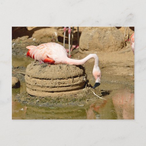 Flamingo on its nest holiday postcard