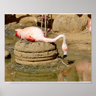 Flamingo on its nest poster