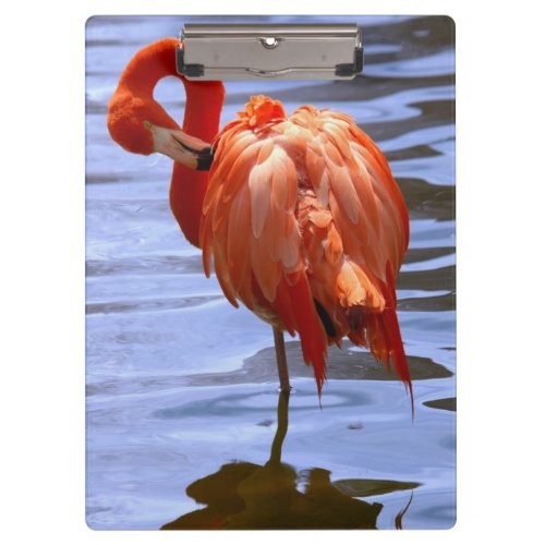 Flamingo on one leg in water clipboard