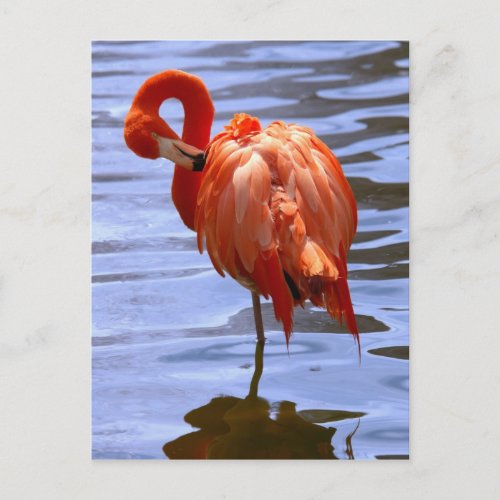 Flamingo on one leg in water postcard