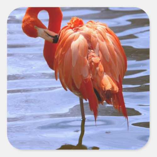 Flamingo on one leg in water square sticker