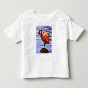 Flamingo on one leg in water toddler t-shirt