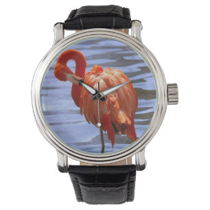 Flamingo on one leg in water watch