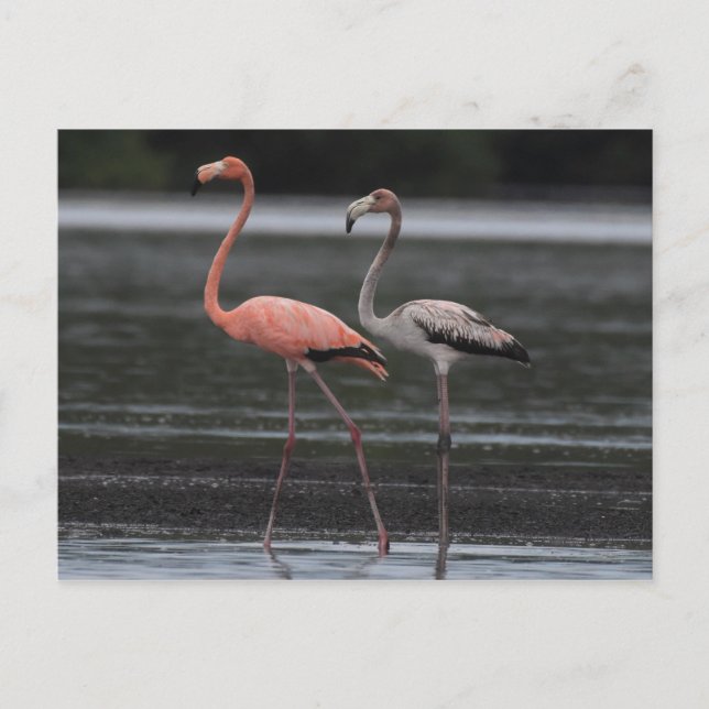 Flamingo Pair Postcard (Front)