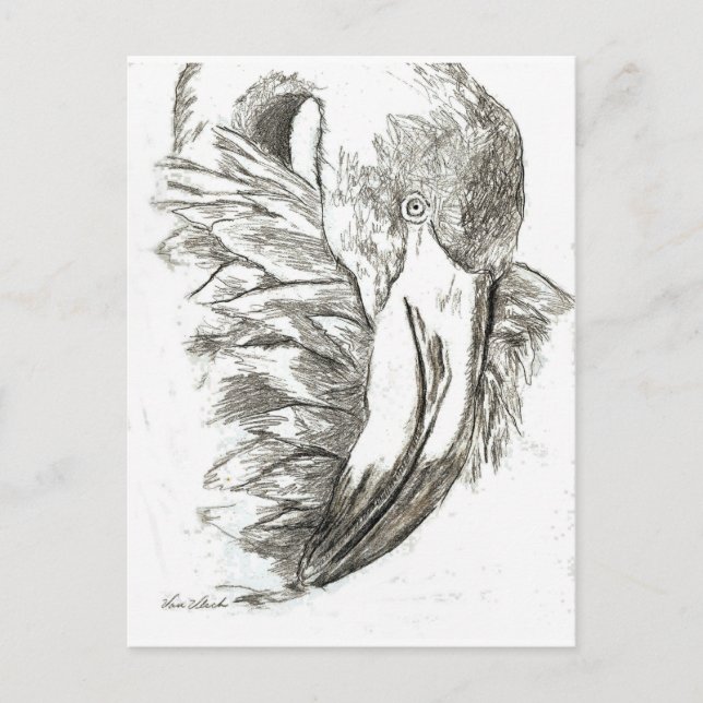 Flamingo patterns postcard (Front)