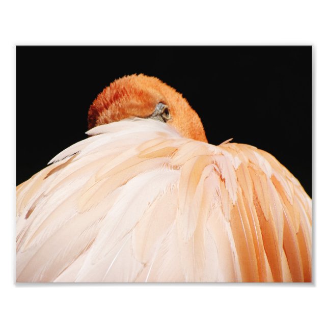 Flamingo Photo Print (Front)