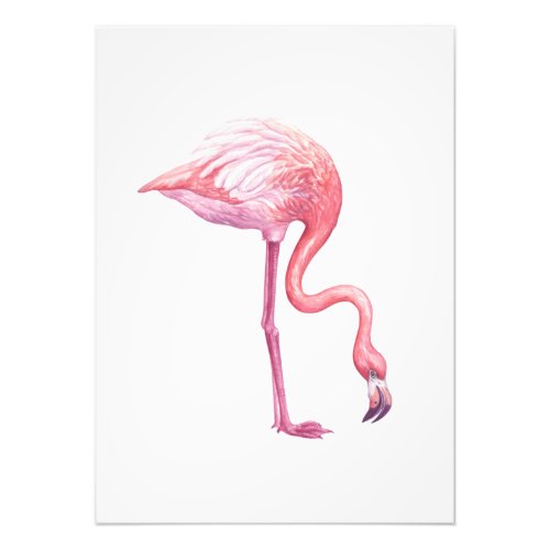 Flamingo Photo Print