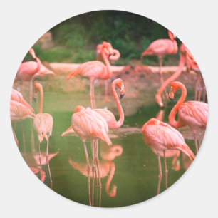 Flamingo Pink Classic Round Sticker