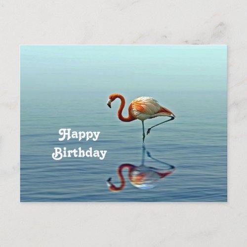 Flamingo Pink Reflection Wildlife Photo Birthday Postcard