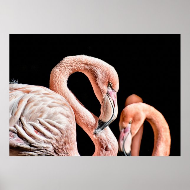 Flamingo Pink Wildlife Photo Poster (Front)