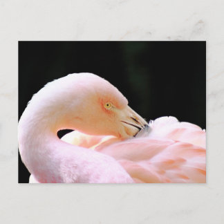 Flamingo Post Card