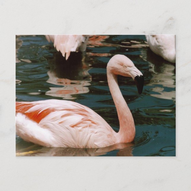Flamingo Postcard (Front)