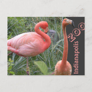Flamingo Postcard