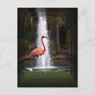 Flamingo Postcard