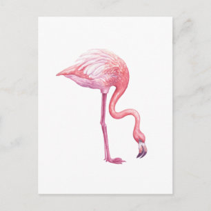 Flamingo Postcard