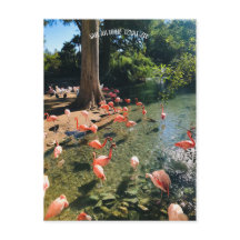 FLAMINGO POSTCARD