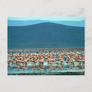 flamingo postcard