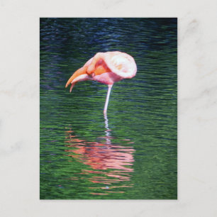 Flamingo Postcard