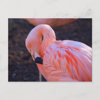 Flamingo Postcard