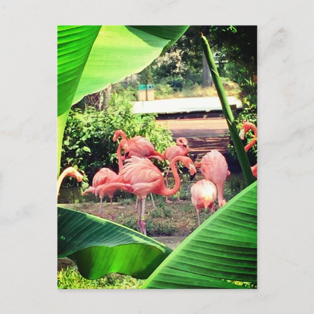 Flamingo Postcard (Front)