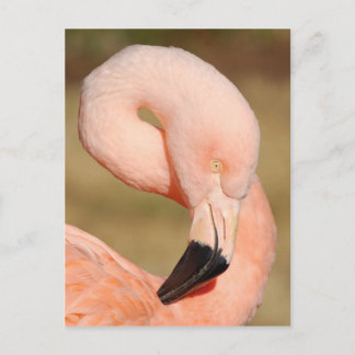 Flamingo Postcard