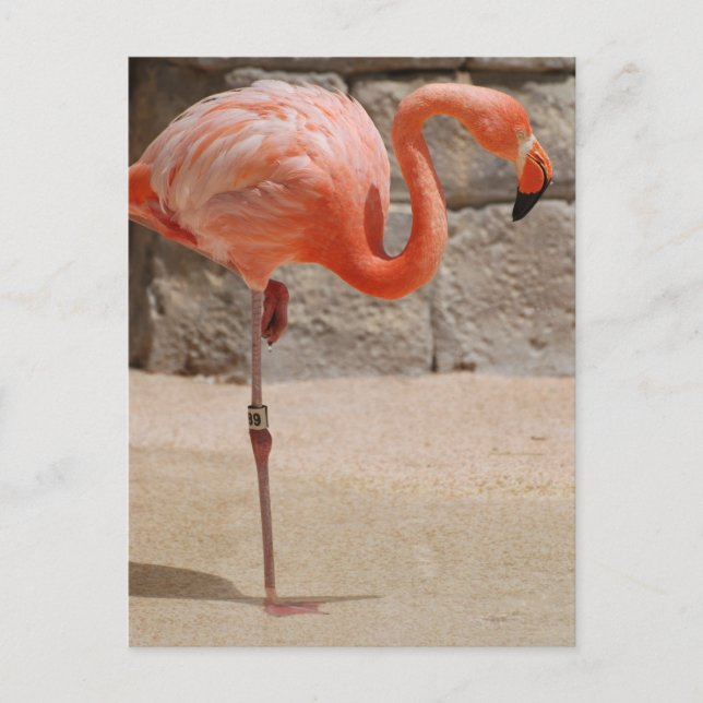 Flamingo Postcard (Front)