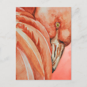 Flamingo postcard