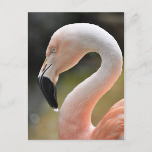 Flamingo Postcard