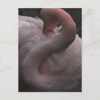 flamingo postcard