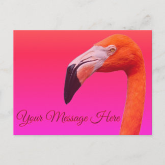 Flamingo postcard