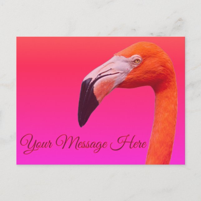 Flamingo  postcard (Front)